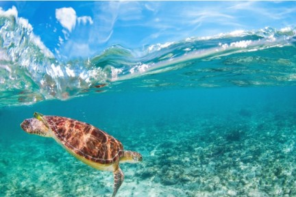 12 Things You (Probably) Didn’t Know About the Cayman Islands