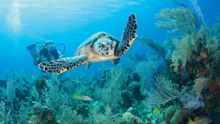 BEST PLACES FOR DIVING AND SNORKELING IN THE CAYMAN ISLANDS