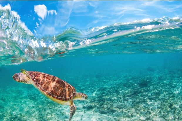 BEST PLACES FOR DIVING AND SNORKELING