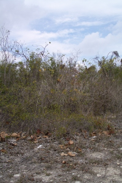 LITTLE CAYMAN DEVELOPMENT