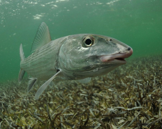 Life Unplugged: A Nature Lover’s Paradise 