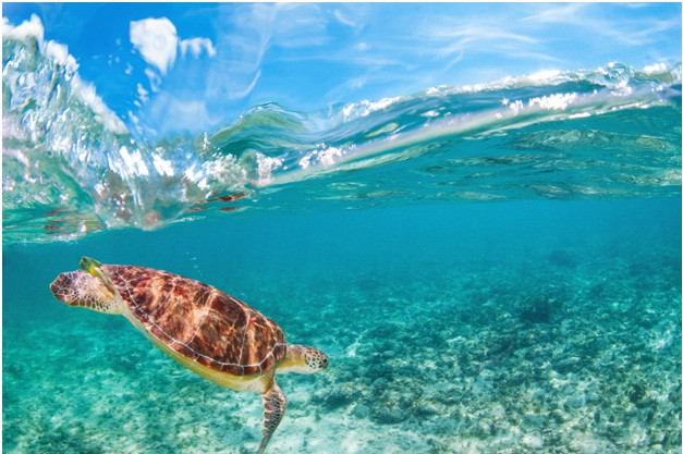 Plenty of opportunities for recreation 